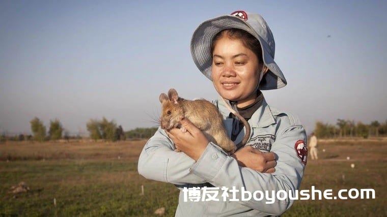 年内成功清除71颗地雷与38颗未爆弹，柬埔寨英雄扫雷鼠光荣退休"