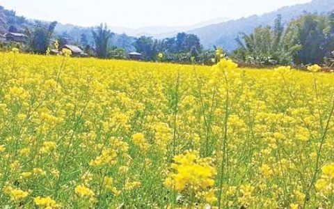 实皆省边陲地区种植油菜喜获成功