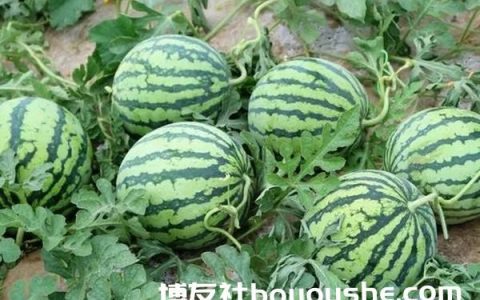 实皆省板卯县区内引种种植日本品种西瓜已获成功