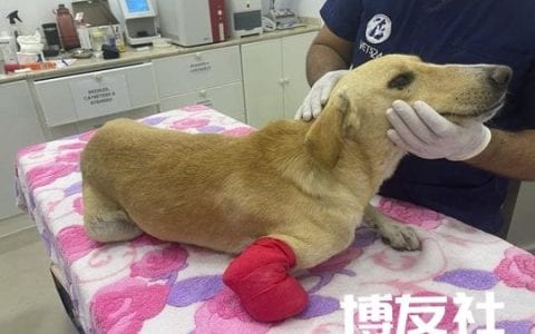 阿联酋：10,000迪拉姆悬赏虐狗者