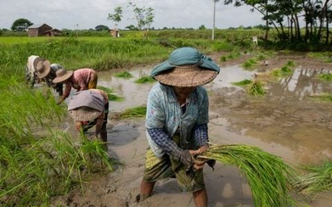 仰光省已完成80%的冬季作物种植工作